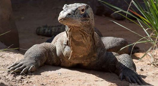 Terrariet Vissenbjerg Reptile Zoo